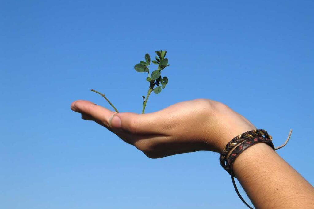 Hand holding a small plant against the sky